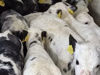 Cattle (batch, sex not specified), Simmental cattle — photo 7