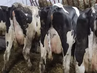 母牛, Holstein breed — 照片 4