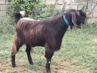 बकरा, Damask goat — फ़ोटो 2