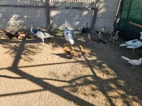 Ayam Ketawa — photo 2