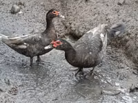 Domestic Muscovy — photo 2