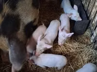 Schweine (Partie, Geschlecht nicht angegeben), Schweine — Foto 1