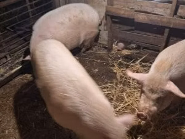 Schweine (Partie, Geschlecht nicht angegeben), 