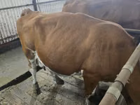Cow, Simmental cattle — photo 3