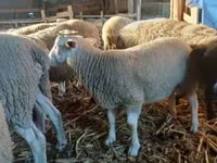 公羊, Romanov sheep — 照片 4