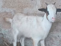 Cabras (lote, sexo no especificado), Cabras — foto 3