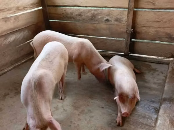 Pigs (batch, sex not specified),  — Ghana
