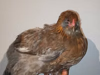 Chickens — Foto 1