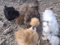 gallina danesa — foto 3