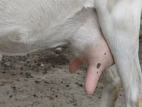 बकरी, Saanen goat — फ़ोटो 7