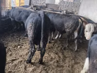 Bull, Karaku — photo 8