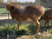 绵羊（批次，未指定性别）, Arashan sheep — 照片 6