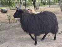 Sheep, Racka sheep — photo 2