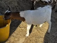 Ziegenbock, Nigerian dwarf goats — Foto 1