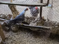 Chickens — फ़ोटो 3