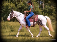 公马, National Show Horse — 照片 4