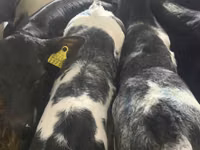 Cattle (batch, sex not specified), Simmental cattle — photo 3