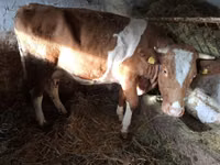 بقرة, Simmental cattle — الصورة 1