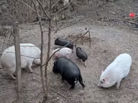 Schweine (Partie, Geschlecht nicht angegeben) — Foto 3