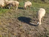 Oveja, Karabakh sheep — foto 6
