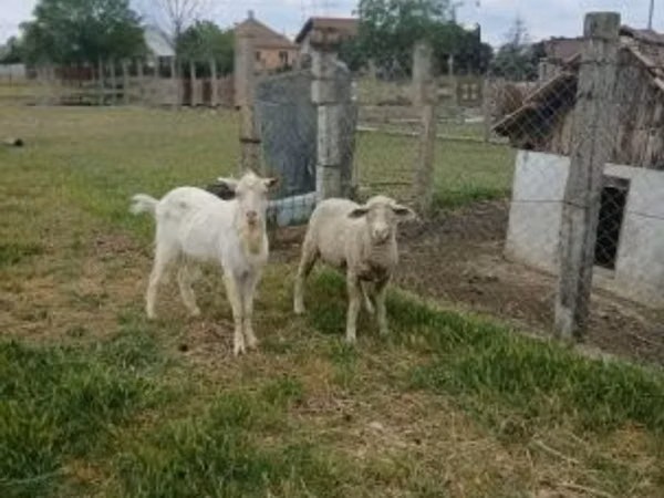 Ram, Merino sheep