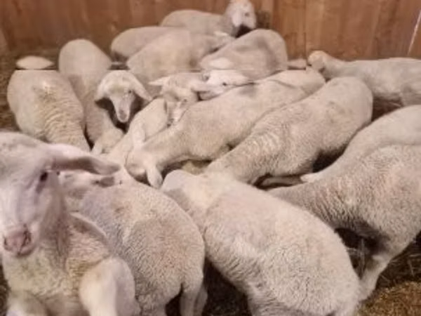 公羊, Merinoland sheep