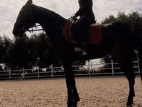 فرس, Friesian sport horse — الصورة 4