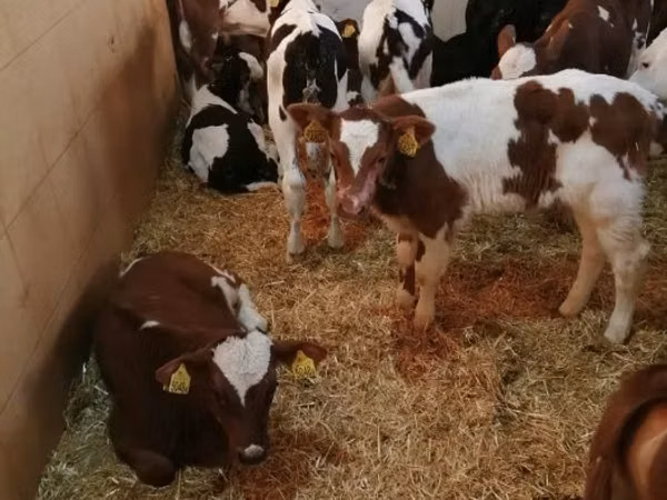 牛只（批次，未指定性别）, Simmental cattle