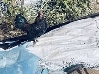 Chickens — फ़ोटो 3