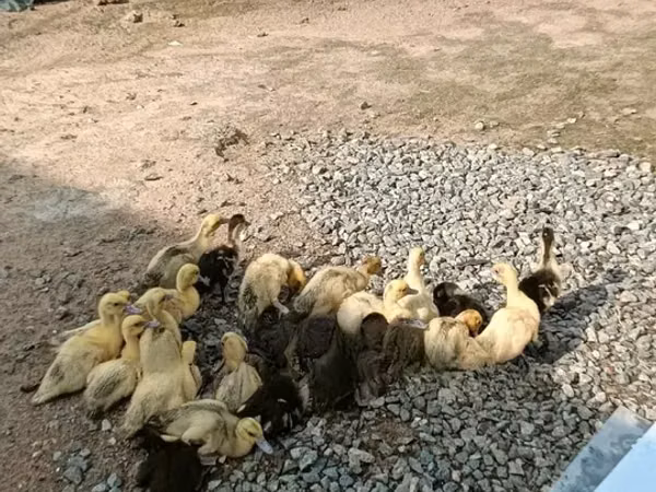 pato criollo doméstico