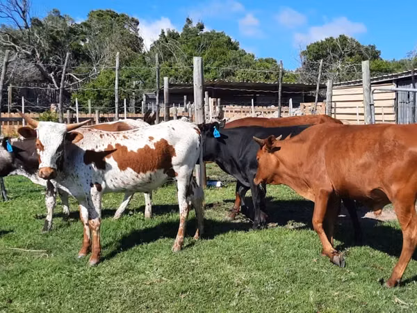 Kuh, Nguni cattle