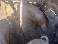 Säue, Schweine — Foto 6