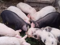 Eber, Schweine — Foto 5
