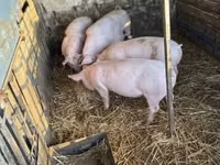Schweine (Partie, Geschlecht nicht angegeben) — Foto 4