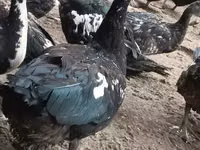 Domestic Muscovy — photo 5
