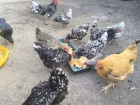 Chickens — photo 5