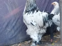 Brahma — Foto 2