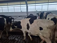 Vaca, Raza Holstein — foto 1
