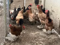Chickens — foto 1