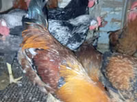 Chickens — 照片 3
