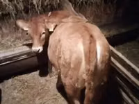 Cow, Limousin cow — photo 2