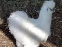 Silkie — photo 2