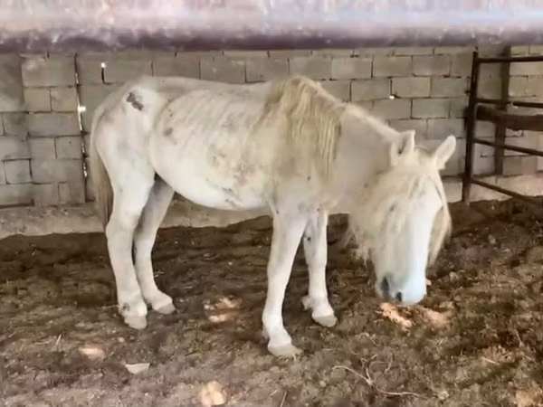 Horses (batch, sex not specified), Horses