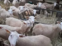 Sheep, Sheep — photo 1