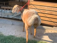 भेड़, Arashan sheep — फ़ोटो 5
