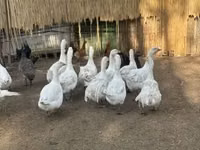 Geese — photo 2
