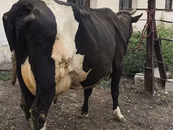 गाय, Russian Black pied cattle