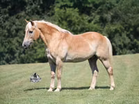 Hengst, Haflinger — Foto 2