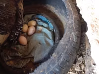 Turkeys — foto 4