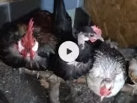 Chickens — फ़ोटो 1